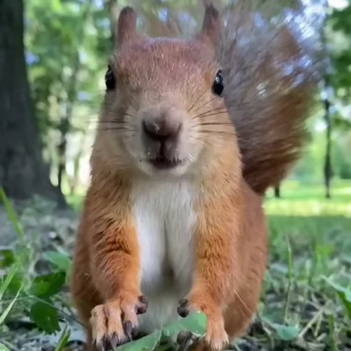 Стикерпак Squirrels для Telegram
