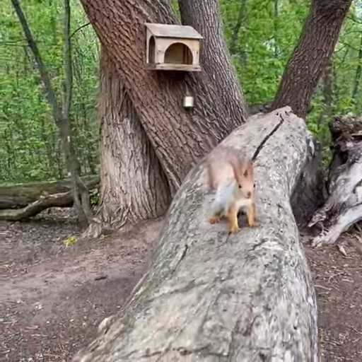 🤩 Стикер «Squirrels» для Telegram