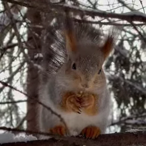 🤩 Стикер «Squirrels» для Telegram