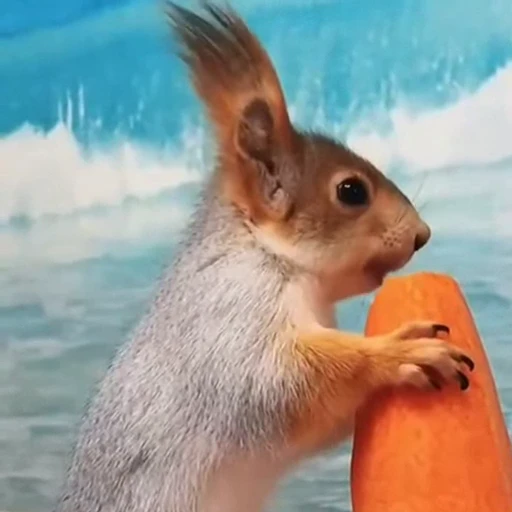 🤩 Стикер «Squirrels» для Telegram