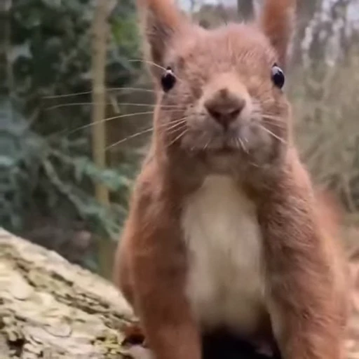 🤩 Стикер «Squirrels» для Telegram