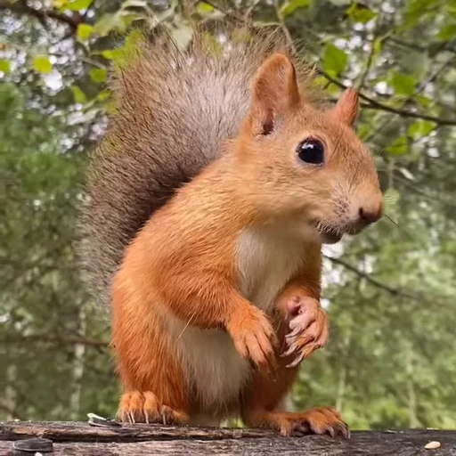 🤩 Стикер «Squirrels» для Telegram
