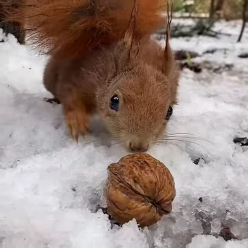 🤩 Стикер «Squirrels» для Telegram