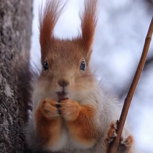 🤩 Стикер «Squirrels» для Telegram