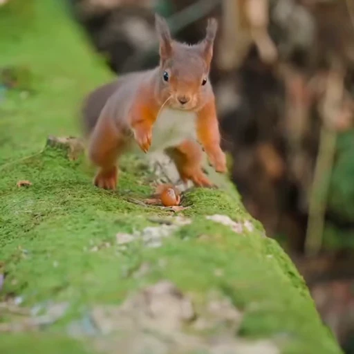 🤩 Стикер «Squirrels» для Telegram
