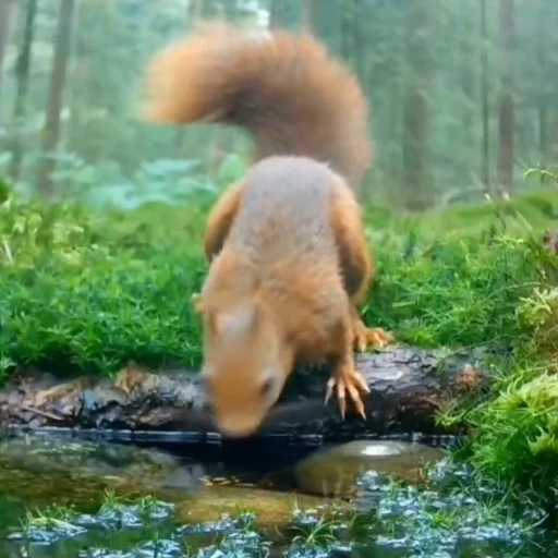🤩 Стикер «Squirrels» для Telegram
