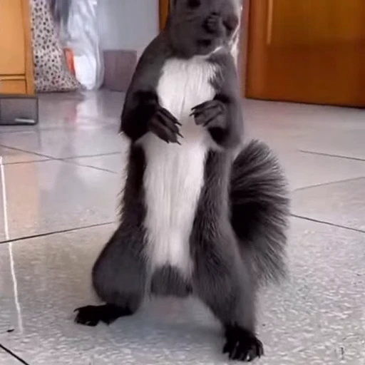 🤩 Стикер «Squirrels» для Telegram