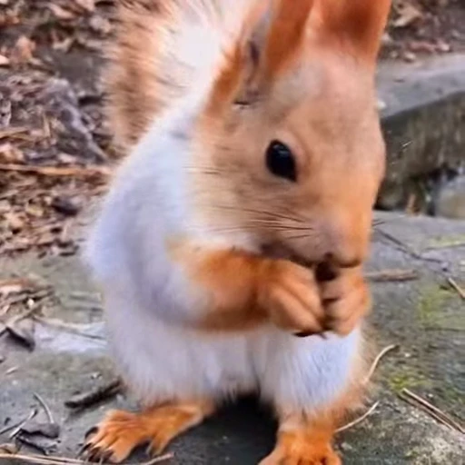 🤩 Стикер «Squirrels» для Telegram
