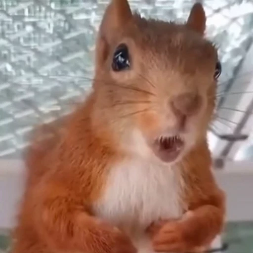 🤩 Стикер «Squirrels» для Telegram
