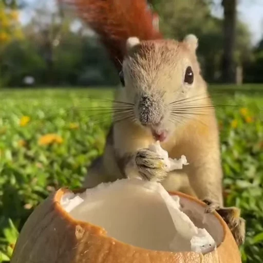 🤩 Стикер «Squirrels» для Telegram
