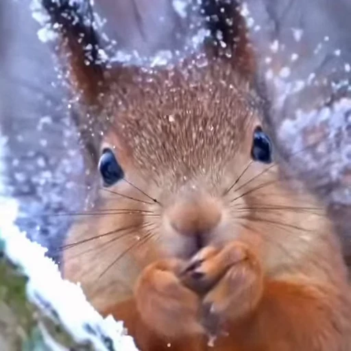 🤩 Стикер «Squirrels» для Telegram