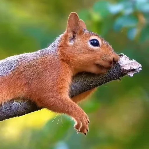 🤩 Стикер «Squirrels» для Telegram