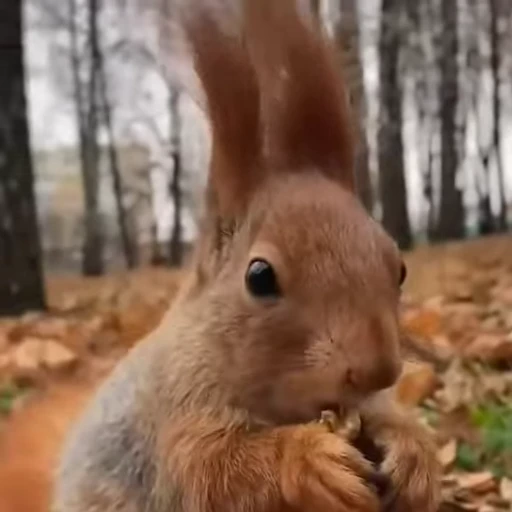🤩 Стикер «Squirrels» для Telegram