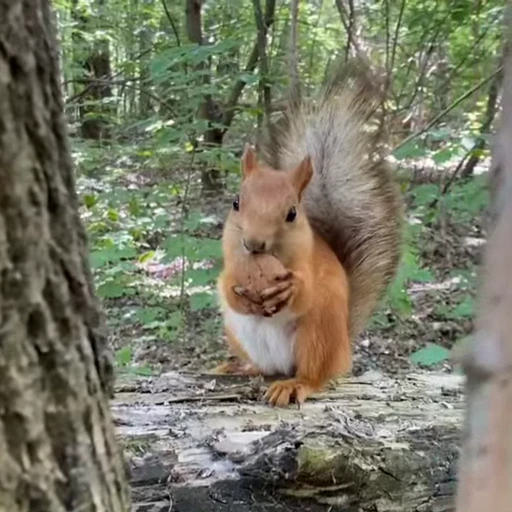 🤩 Стикер «Squirrels» для Telegram