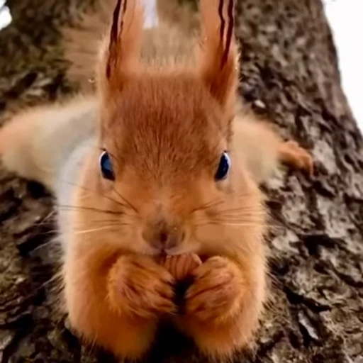 🤩 Стикер «Squirrels» для Telegram