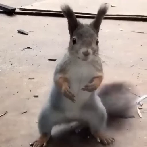 🤩 Стикер «Squirrels» для Telegram