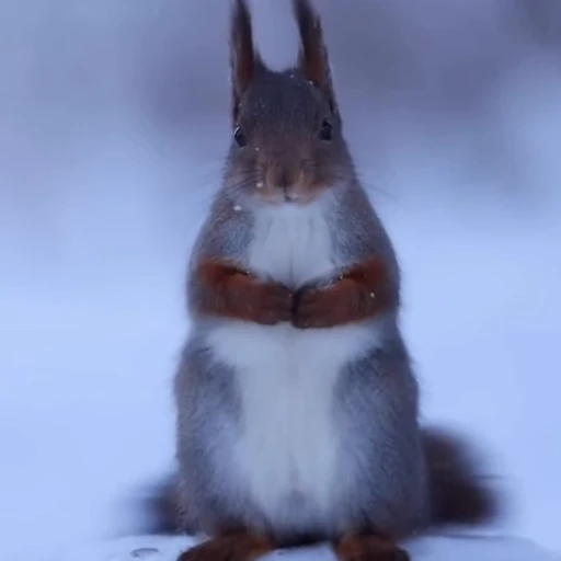 🤩 Стикер «Squirrels» для Telegram