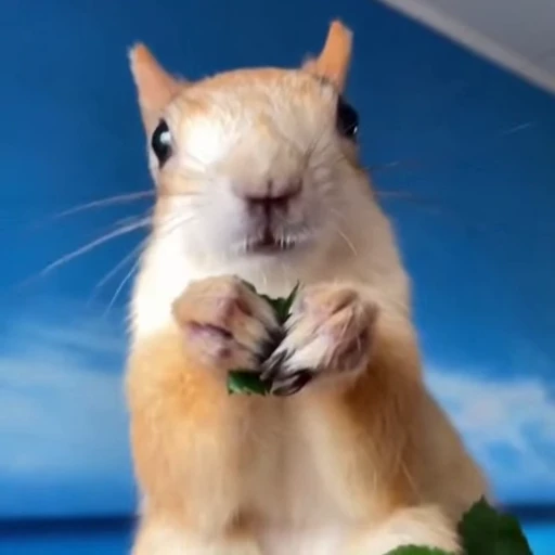 🤩 Стикер «Squirrels» для Telegram