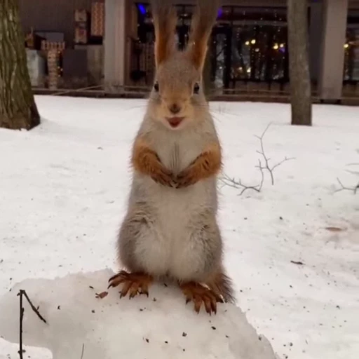 🤩 Стикер «Squirrels» для Telegram