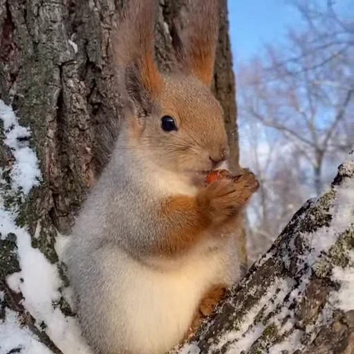 🤩 Стикер «Squirrels» для Telegram