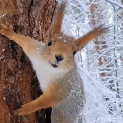 🤩 Стикер «Squirrels» для Telegram