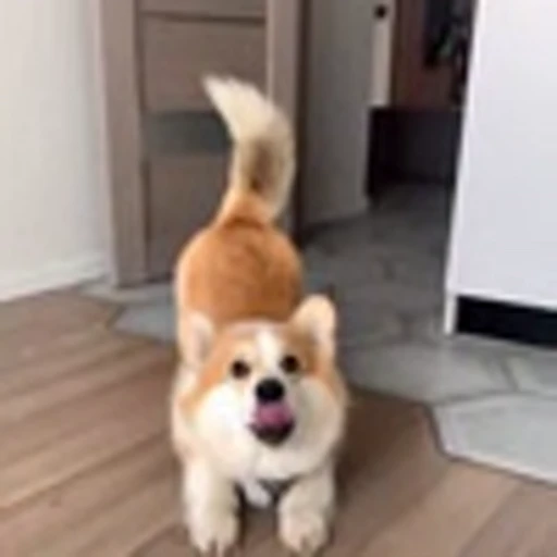 🤩 Эмодзи «Милые Корги» для Telegram