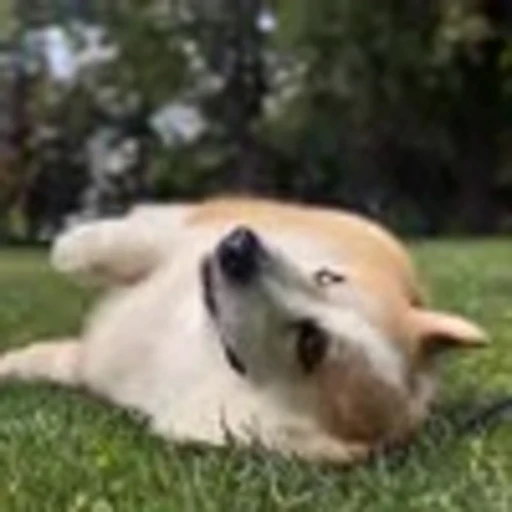 🤩 Эмодзи «Милые Корги» для Telegram