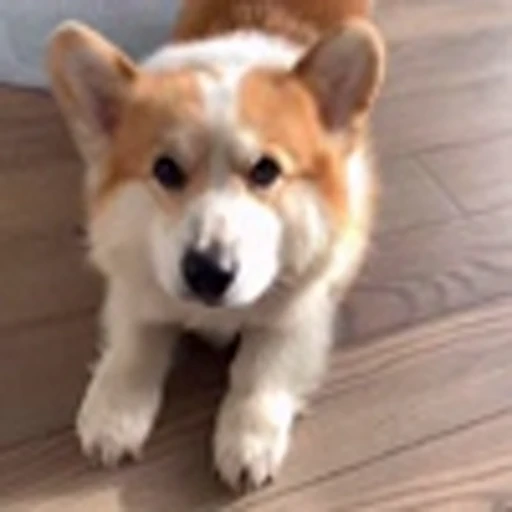 🤩 Эмодзи «Милые Корги» для Telegram