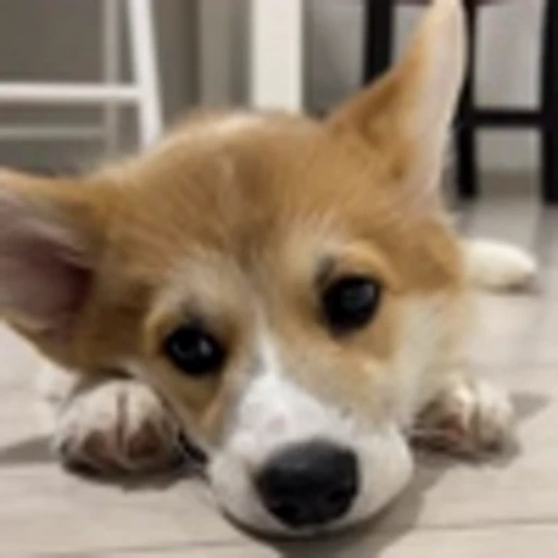 🤩 Эмодзи «Милые Корги» для Telegram