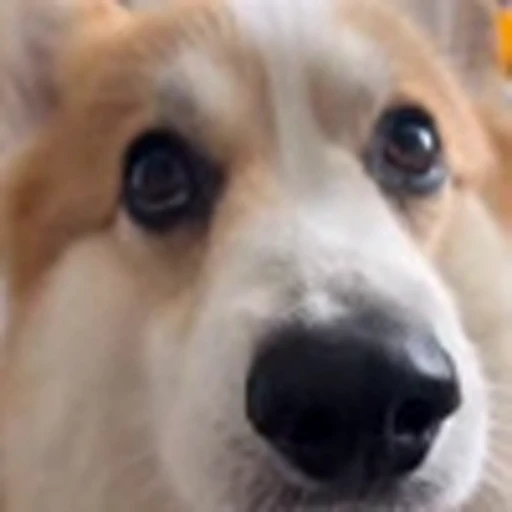 🤩 Эмодзи «Милые Корги» для Telegram