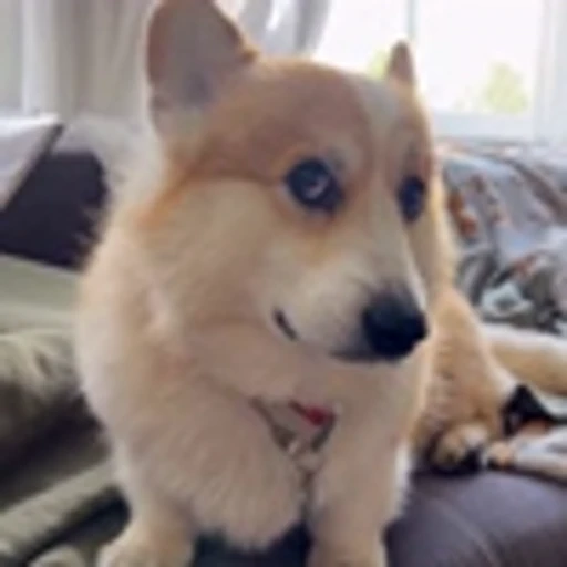 🤩 Эмодзи «Милые Корги» для Telegram