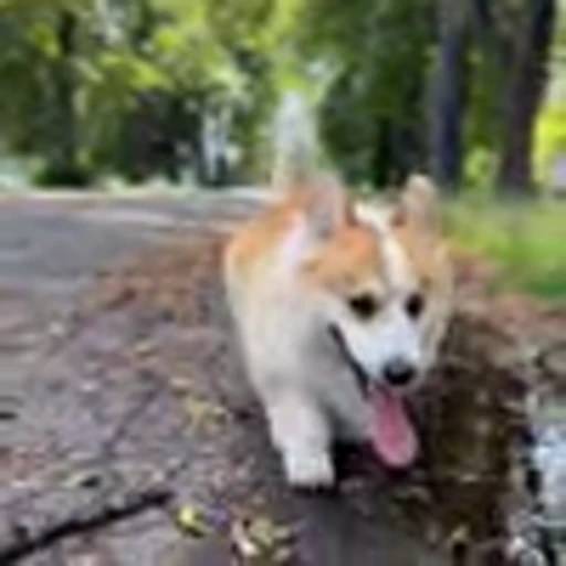 🤩 Эмодзи «Милые Корги» для Telegram