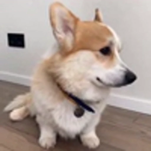 🤩 Эмодзи «Милые Корги» для Telegram