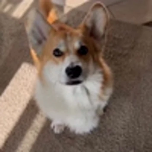 🤩 Эмодзи «Милые Корги» для Telegram