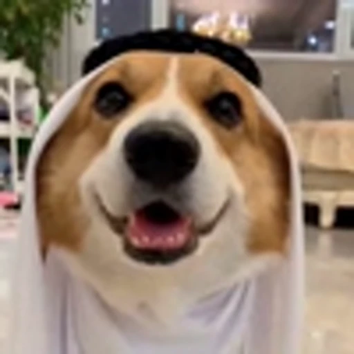 🤩 Эмодзи «Милые Корги» для Telegram