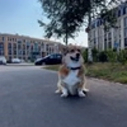 🤩 Эмодзи «Милые Корги» для Telegram