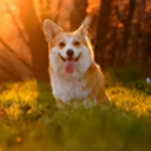 🤩 Эмодзи «Милые Корги» для Telegram