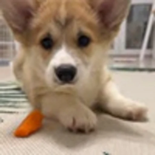 🤩 Эмодзи «Милые Корги» для Telegram