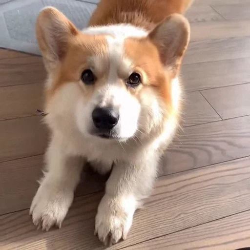 🤩 Стикер «Милые Корги» для Telegram