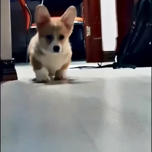 🤩 Стикер «Милые Корги» для Telegram