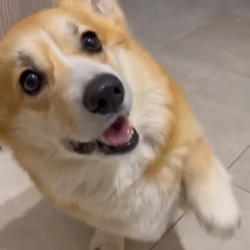 🤩 Стикер «Милые Корги» для Telegram