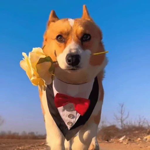 🤩 Стикер «Милые Корги» для Telegram