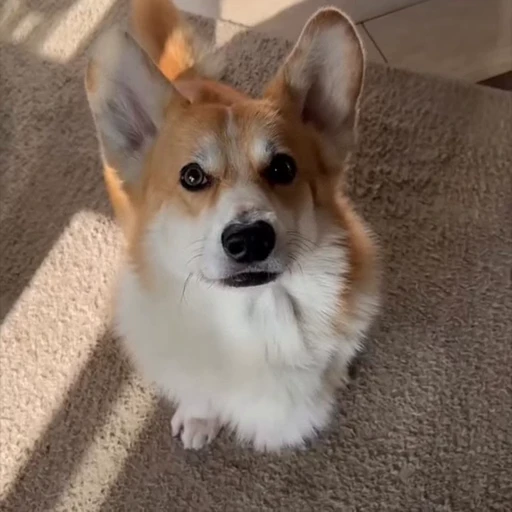 🤩 Стикер «Милые Корги» для Telegram