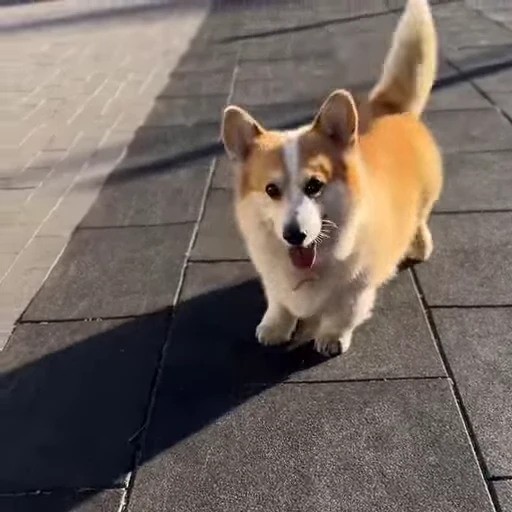 🤩 Стикер «Милые Корги» для Telegram