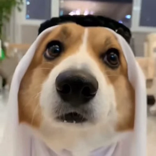 🤩 Стикер «Милые Корги» для Telegram