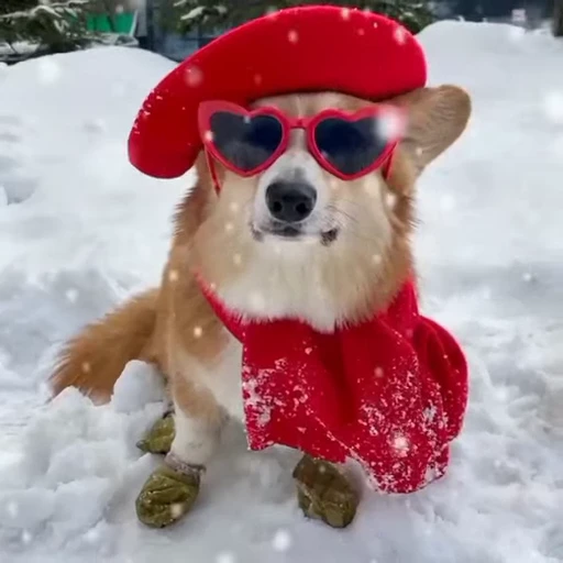 🤩 Стикер «Милые Корги» для Telegram