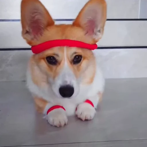 🤩 Стикер «Милые Корги» для Telegram