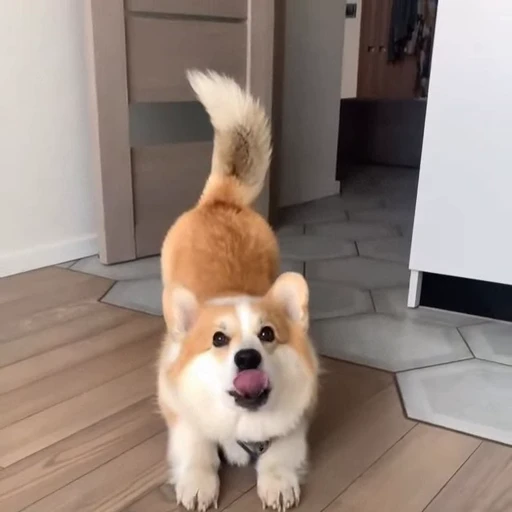 🤩 Стикер «Милые Корги» для Telegram