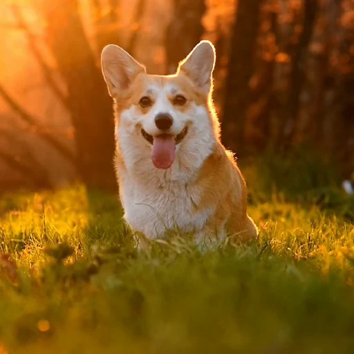 🤩 Стикер «Милые Корги» для Telegram