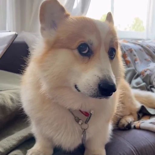 🤩 Стикер «Милые Корги» для Telegram